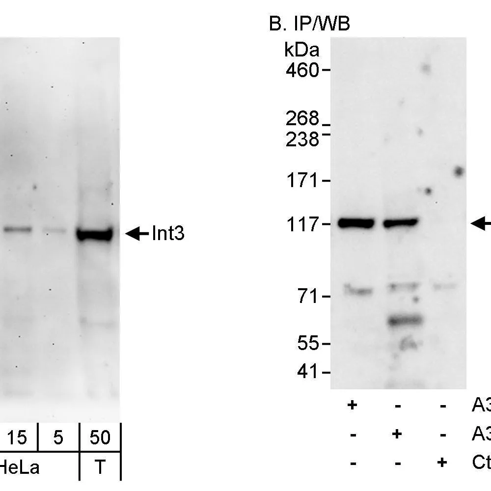 Rabbit anti-INT3 Antibody, Affinity Purified