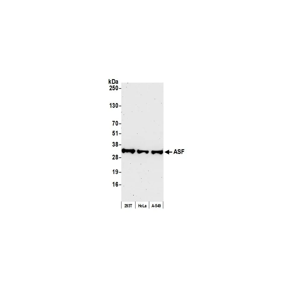 Rabbit anti-ASF Antibody, Affinity Purified