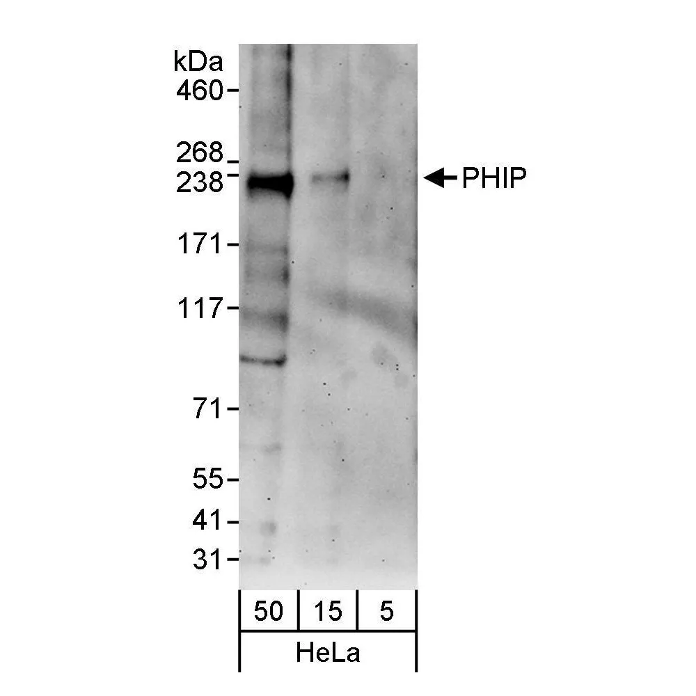 Rabbit anti-PHIP Antibody, Affinity Purified