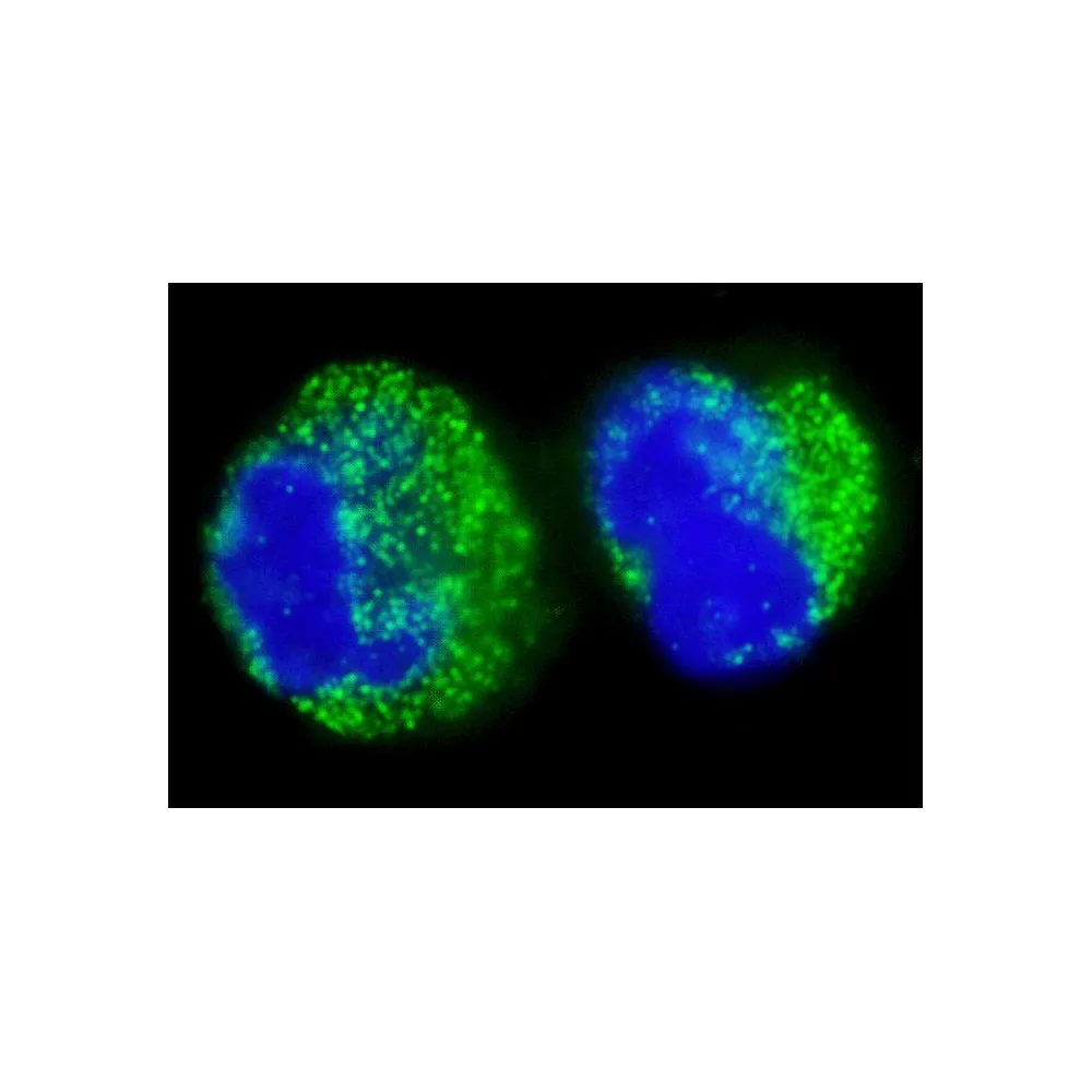 Rabbit anti-BCR Antibody, Affinity Purified