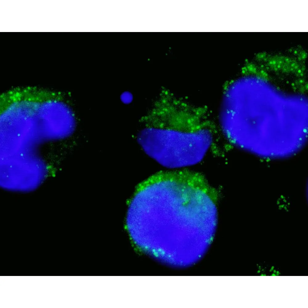 Rabbit anti-BCR Antibody, Affinity Purified