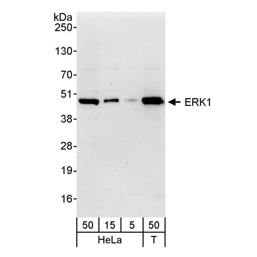 Rabbit anti-ERK1 Antibody, Affinity Purified
