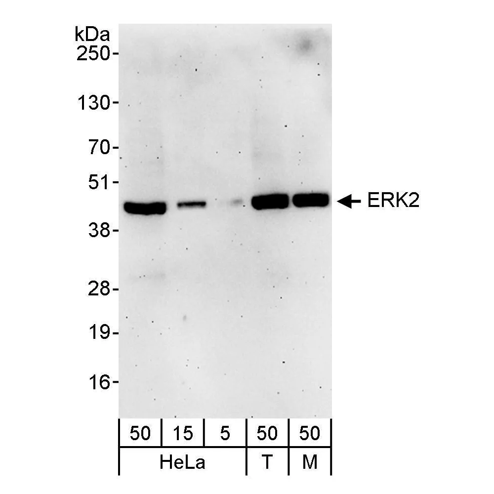 Rabbit anti-ERK2 Antibody, Affinity Purified