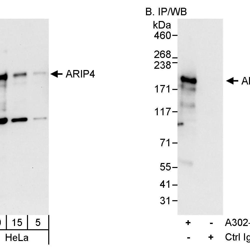 Rabbit anti-ARIP4 Antibody, Affinity Purified