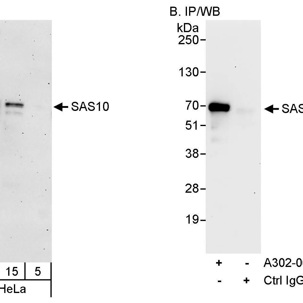 Rabbit anti-SAS10 Antibody, Affinity Purified