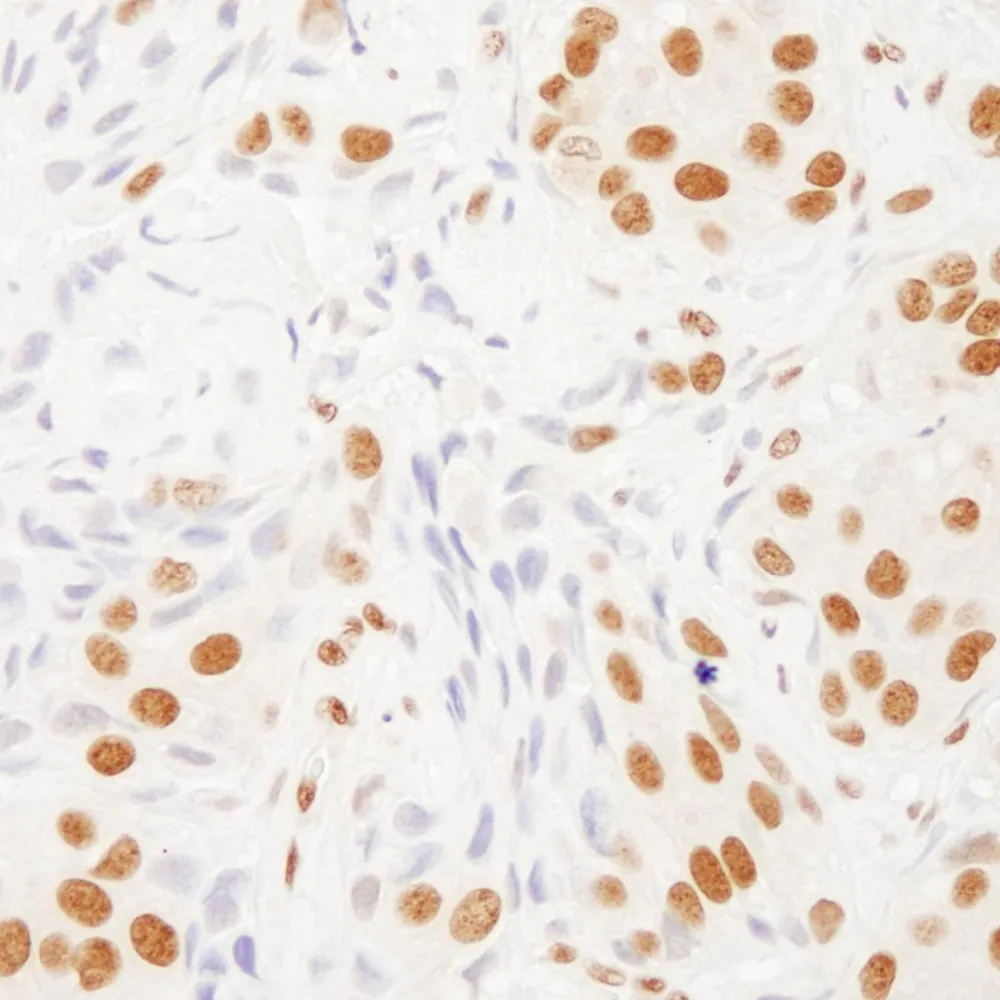 Rabbit anti-RALY Antibody, Affinity Purified