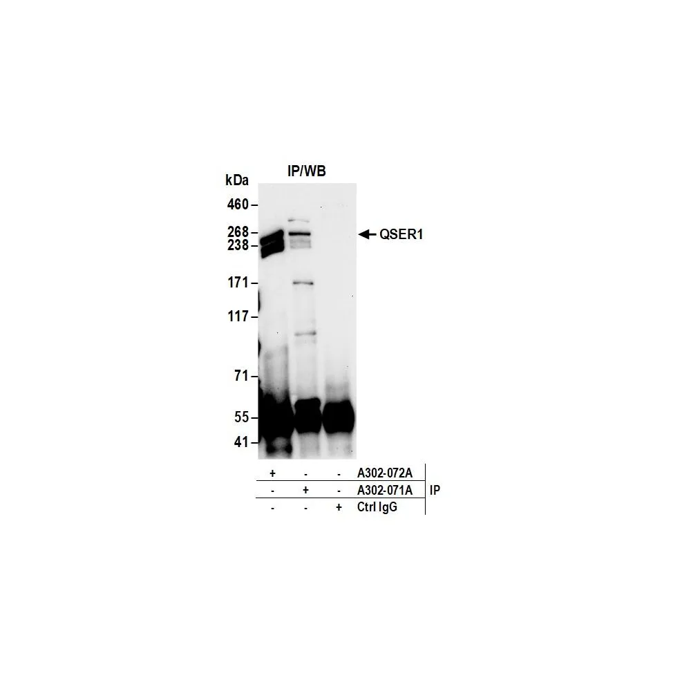 Rabbit anti-QSER1 Antibody, Affinity Purified