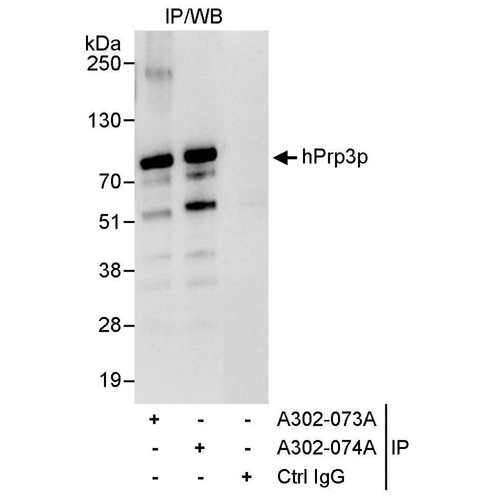 Rabbit anti-hPrp3p Antibody, Affinity Purified
