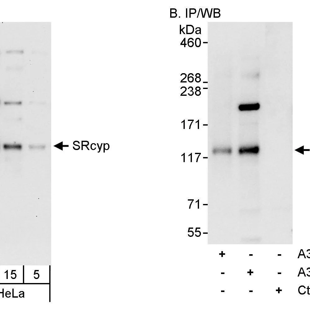 Rabbit anti-SRcyp Antibody, Affinity Purified