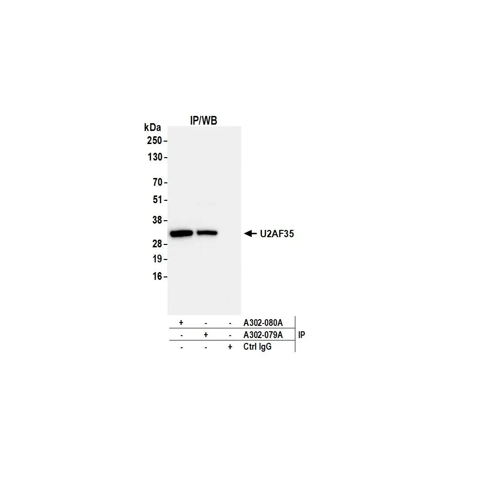 Rabbit anti-U2AF35 Antibody, Affinity Purified
