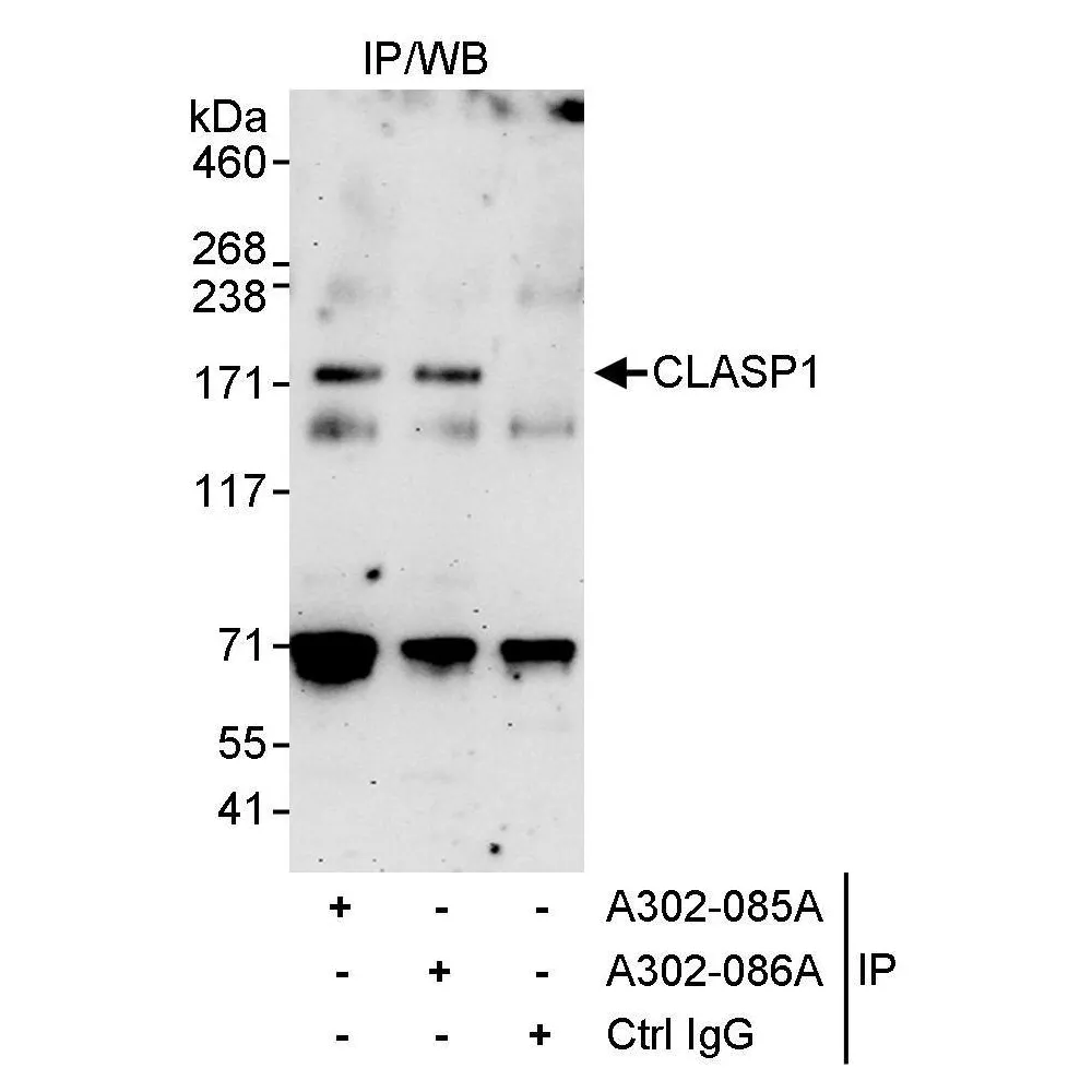 Rabbit anti-CLASP1 Antibody, Affinity Purified