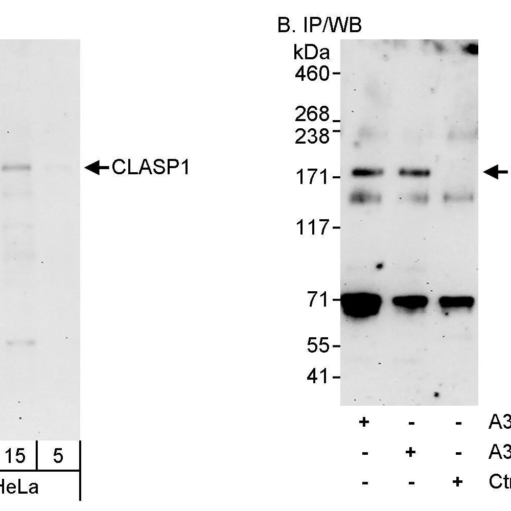 Rabbit anti-CLASP1 Antibody, Affinity Purified