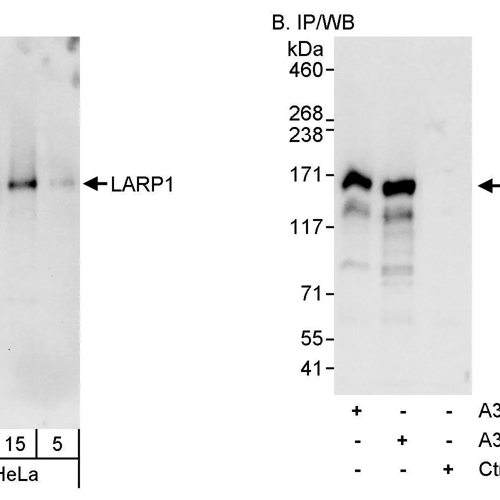 Rabbit anti-LARP1 Antibody, Affinity Purified