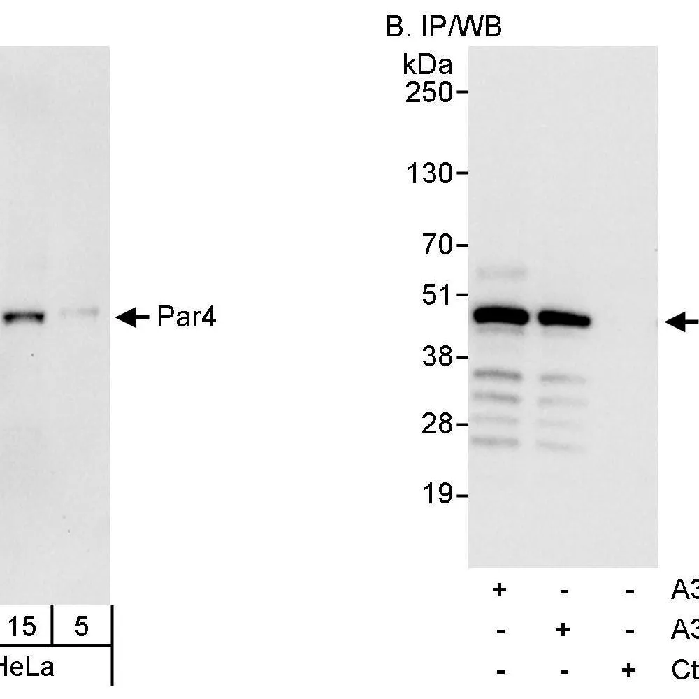 Rabbit anti-Par4 Antibody, Affinity Purified