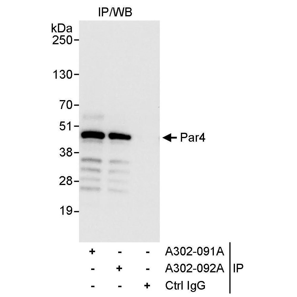Rabbit anti-Par4 Antibody, Affinity Purified
