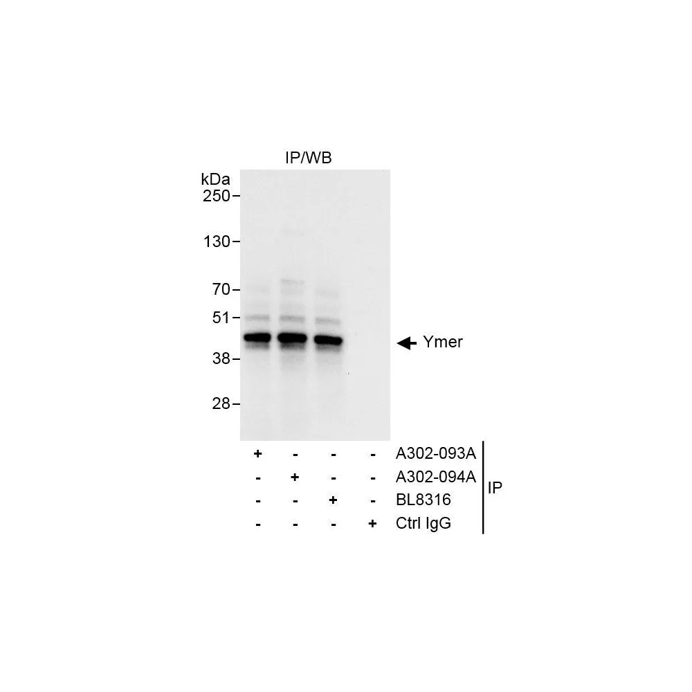 Rabbit anti-Ymer Antibody, Affinity Purified