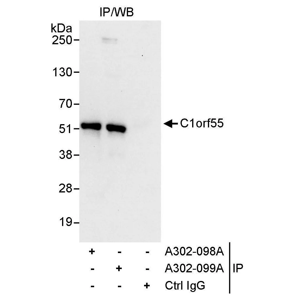 Rabbit anti-C1orf55 Antibody, Affinity Purified