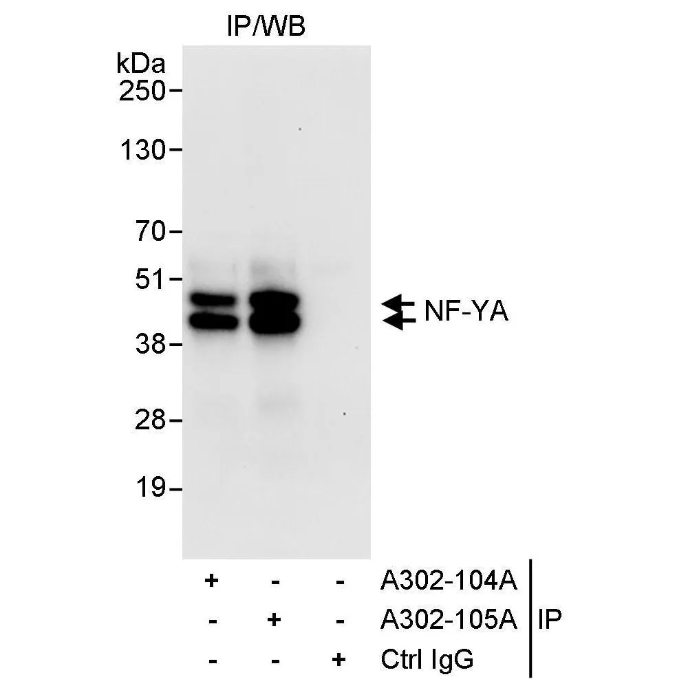 Rabbit anti-NF-YA Antibody, Affinity Purified