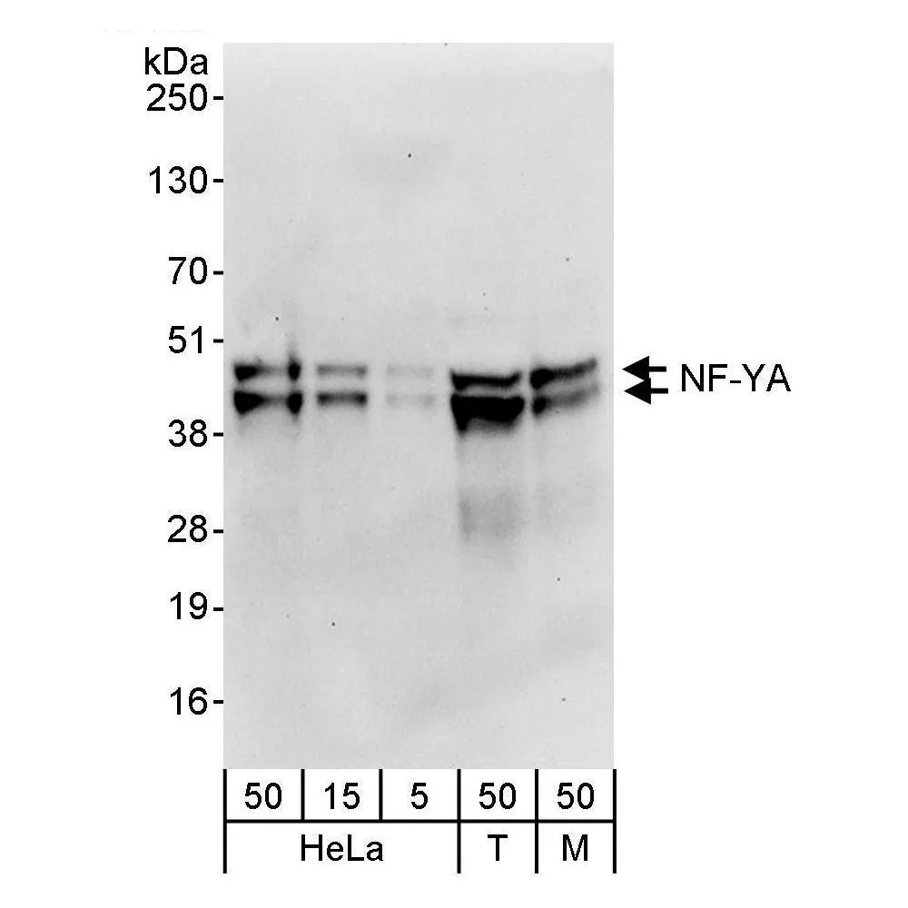 Rabbit anti-NF-YA Antibody, Affinity Purified
