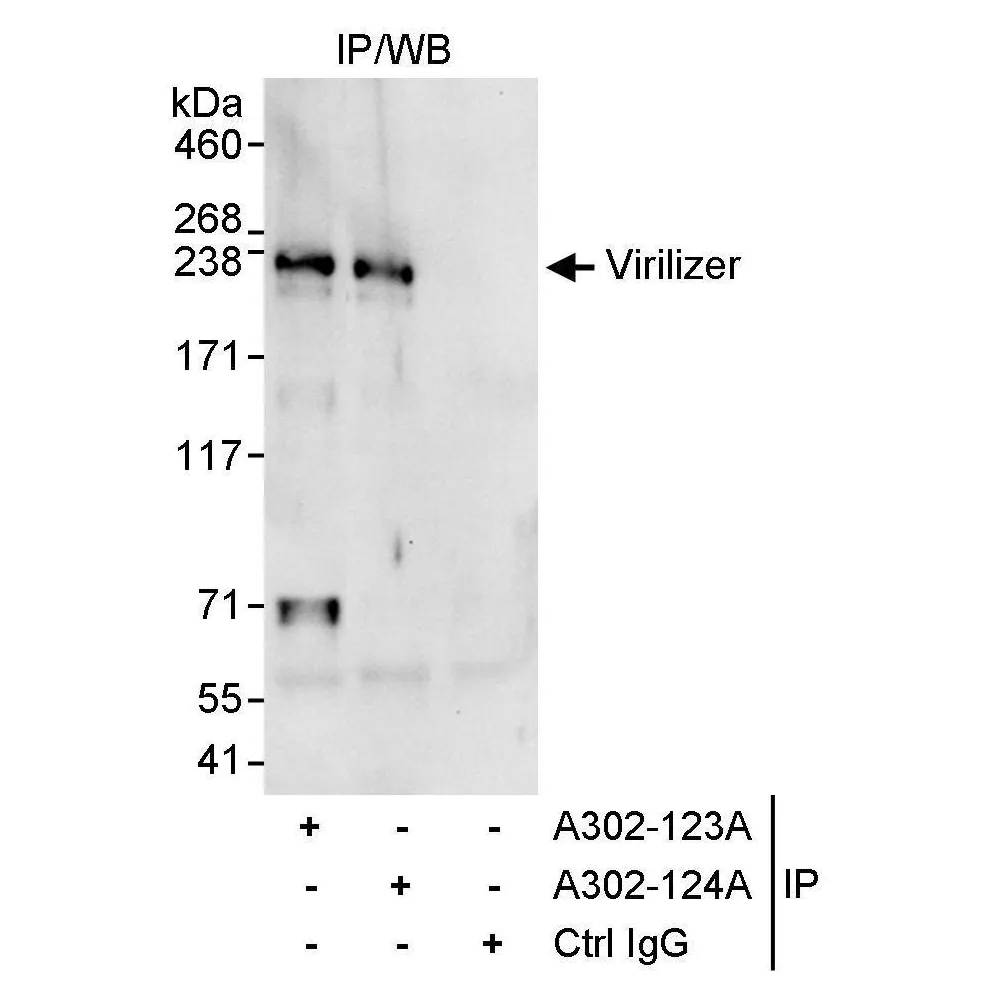 Rabbit anti-Virilizer Antibody, Affinity Purified