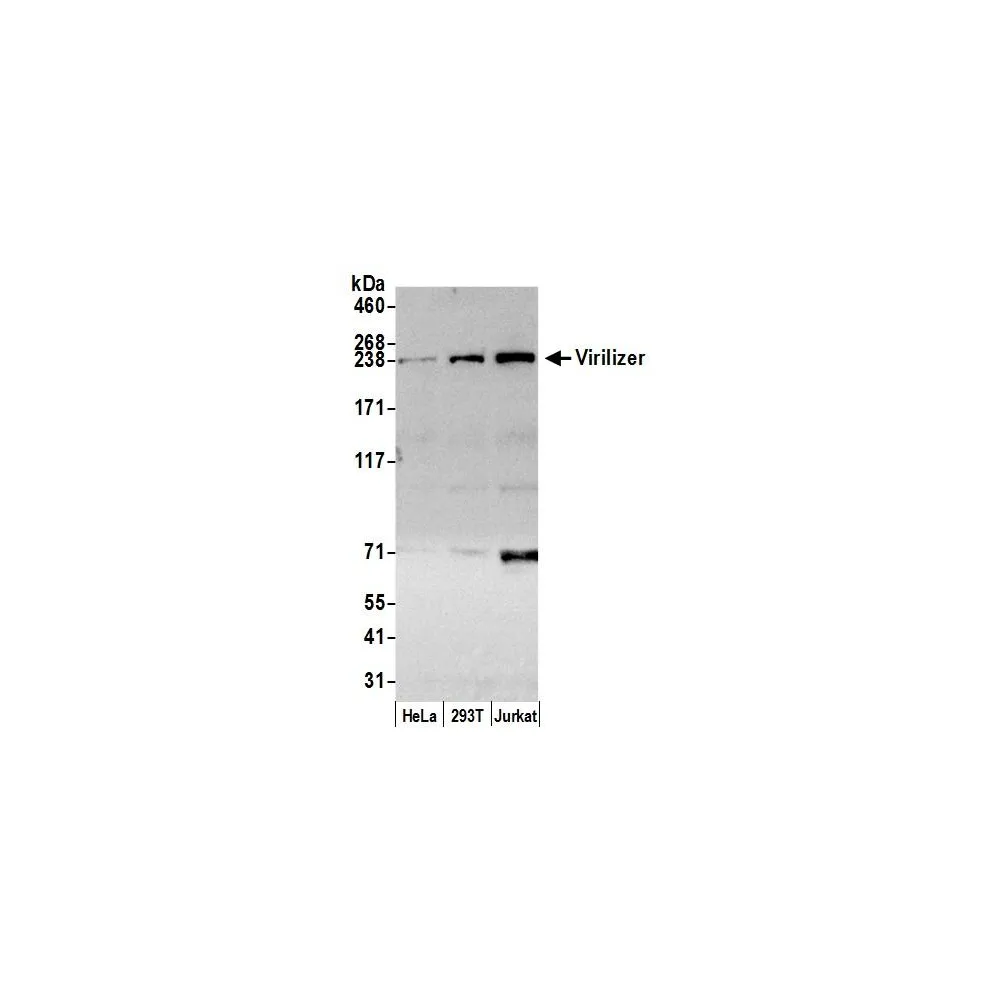 Rabbit anti-Virilizer Antibody, Affinity Purified