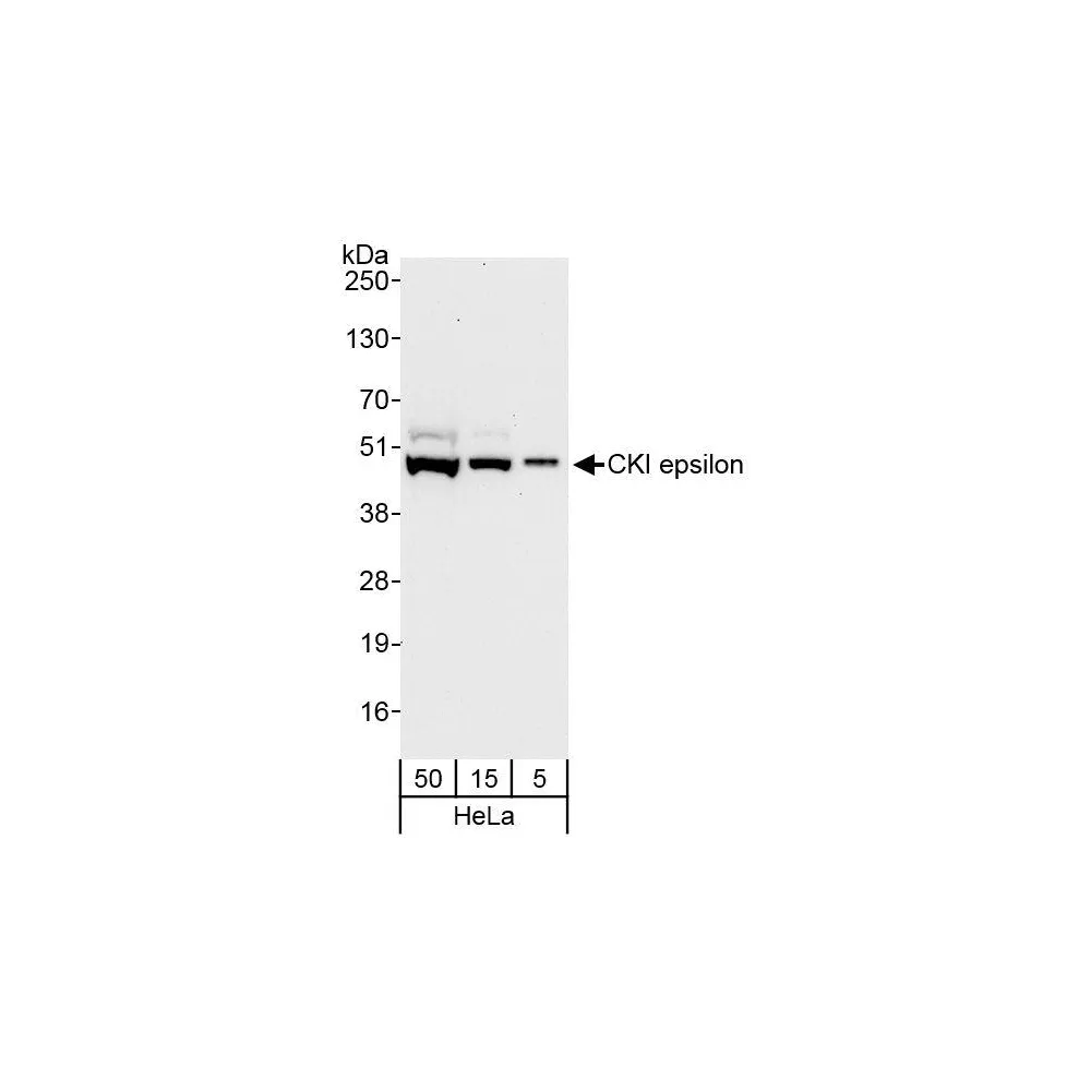 Rabbit anti-CKI epsilon Antibody, Affinity Purified