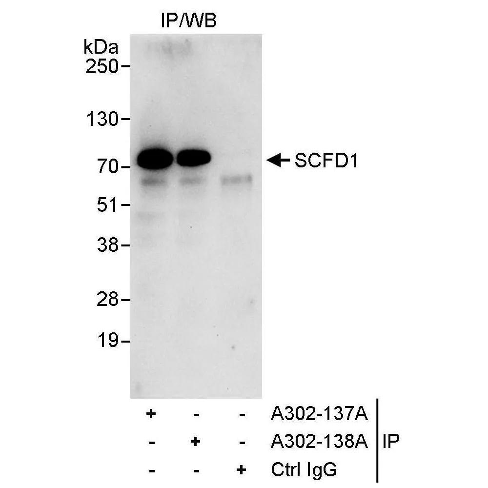Rabbit anti-SCFD1 Antibody, Affinity Purified