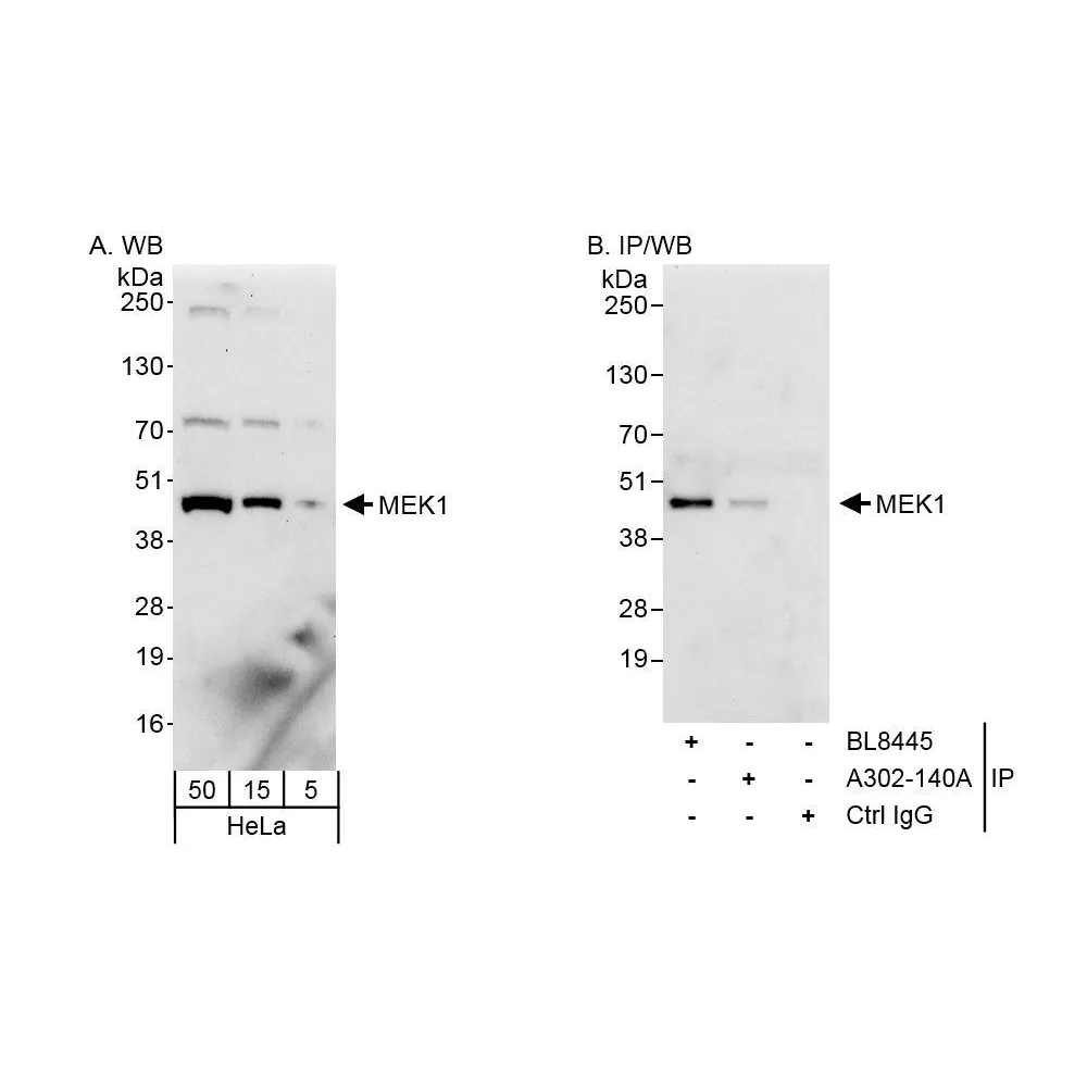 Rabbit anti-MEK1 Antibody, Affinity Purified