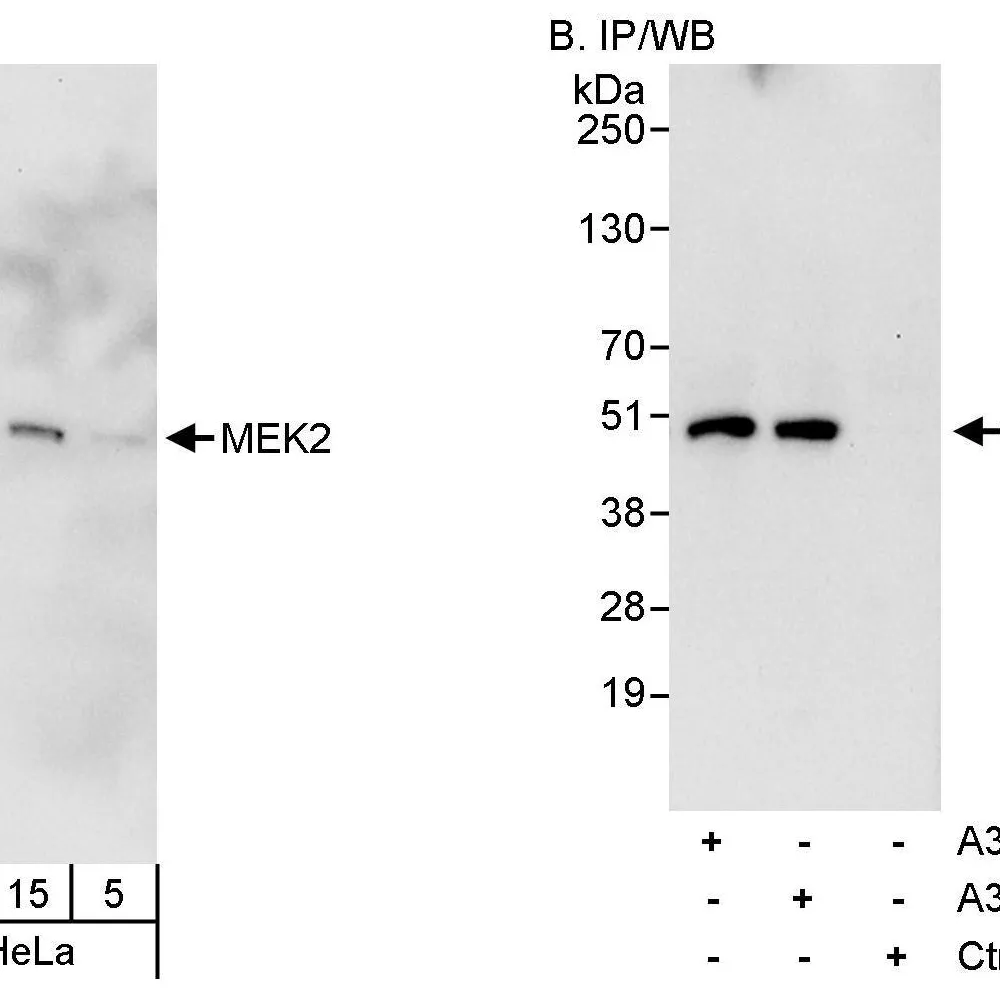 Rabbit anti-MEK2 Antibody, Affinity Purified