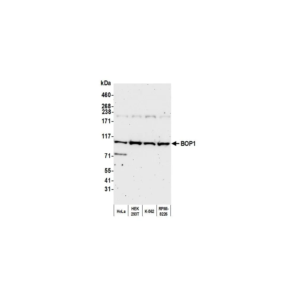 Rabbit anti-BOP1 Antibody, Affinity Purified