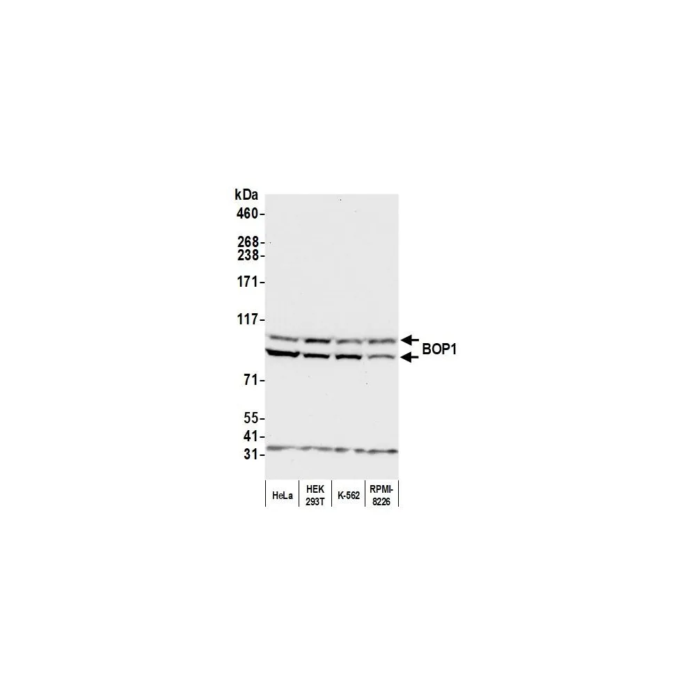Rabbit anti-BOP1 Antibody, Affinity Purified