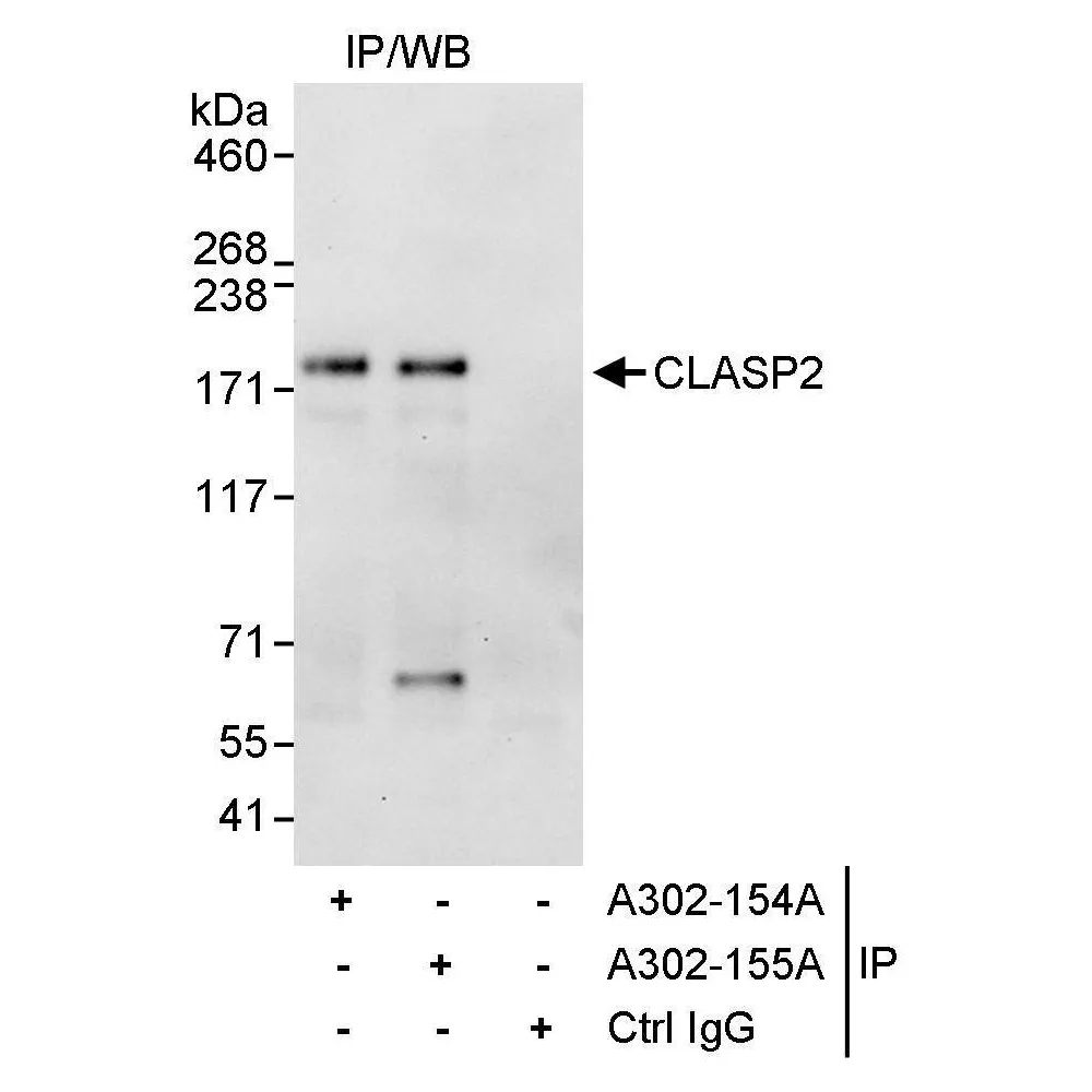 Rabbit anti-CLASP2 Antibody, Affinity Purified