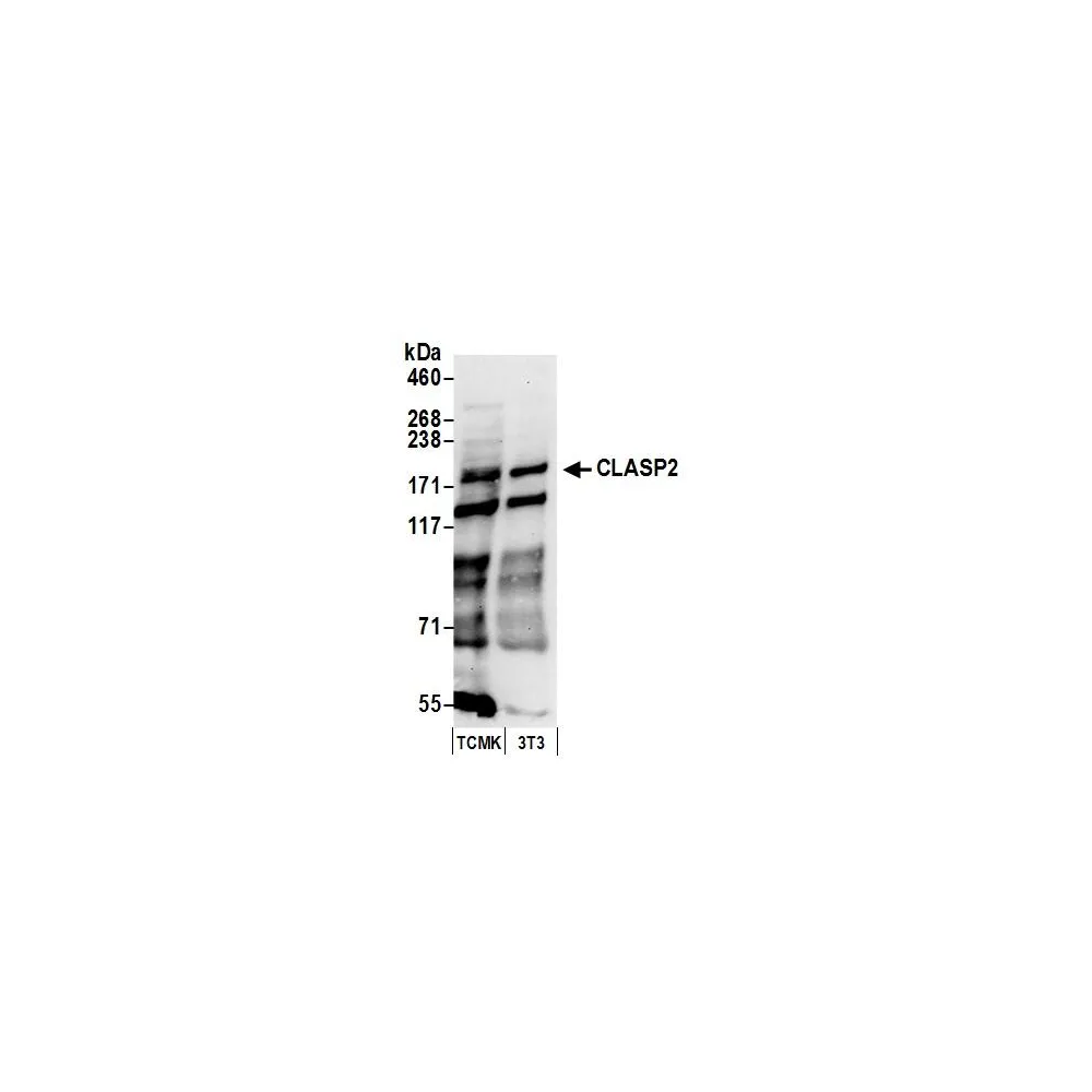 Rabbit anti-CLASP2 Antibody, Affinity Purified