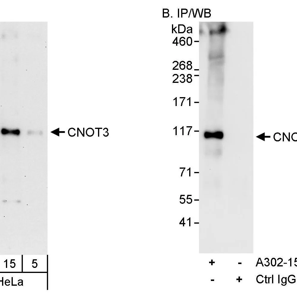 Rabbit anti-CNOT3 Antibody, Affinity Purified