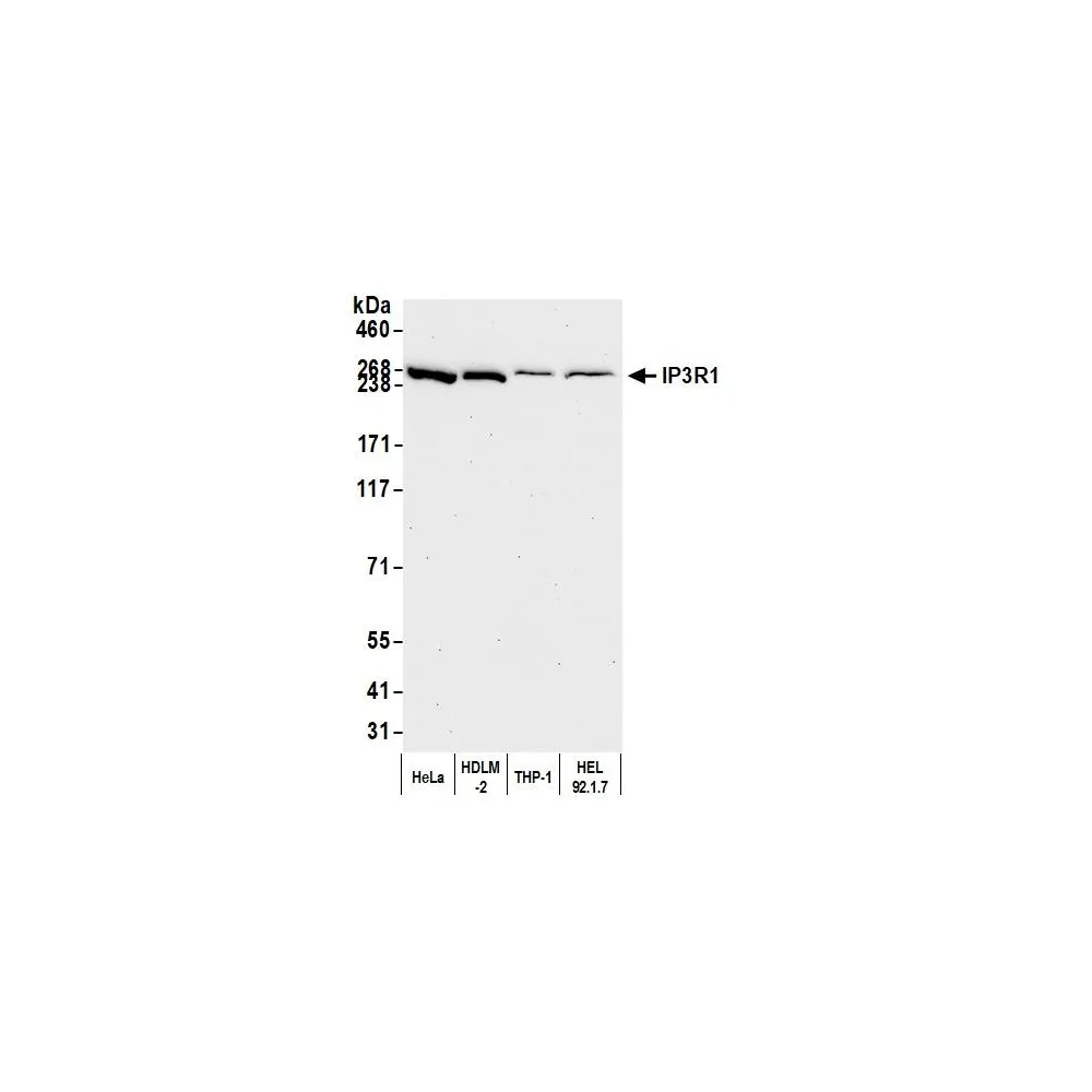 Rabbit anti-IP3R1 Antibody, Affinity Purified