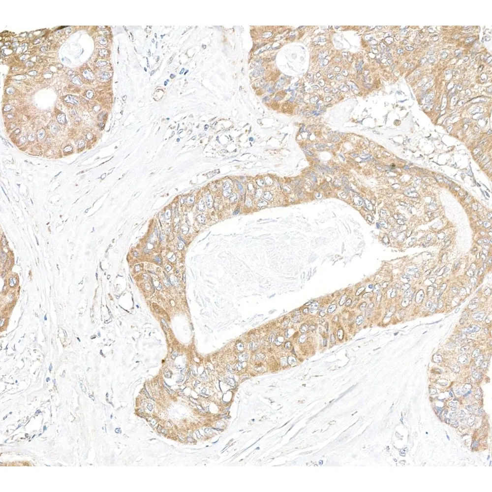 Rabbit anti-IP3R3 Antibody, Affinity Purified