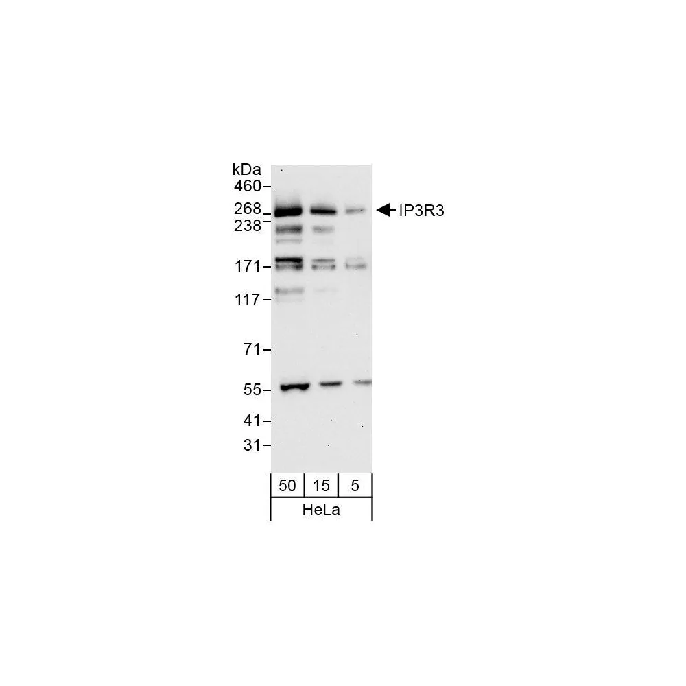 Rabbit anti-IP3R3 Antibody, Affinity Purified