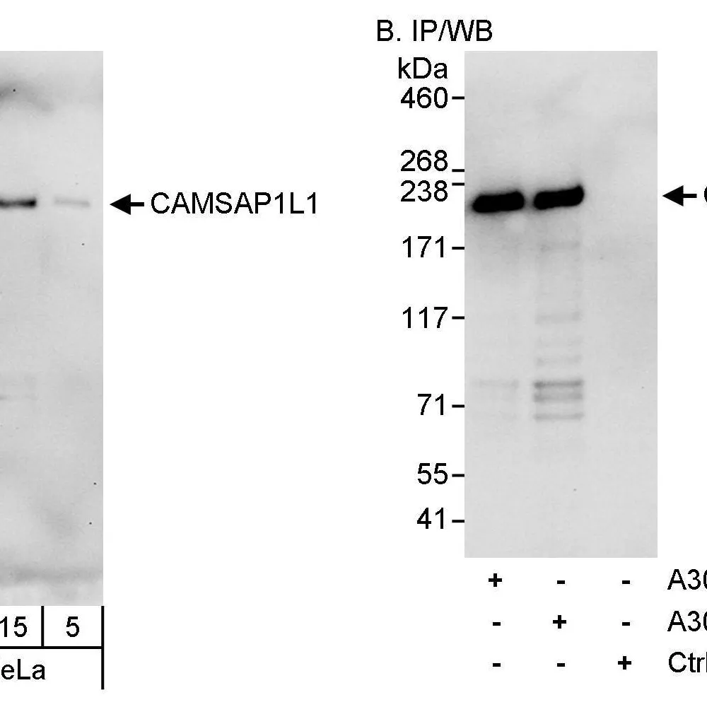 Rabbit anti-CAMSAP1L1 Antibody, Affinity Purified