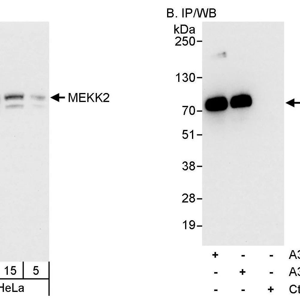 Rabbit anti-MEKK2 Antibody, Affinity Purified
