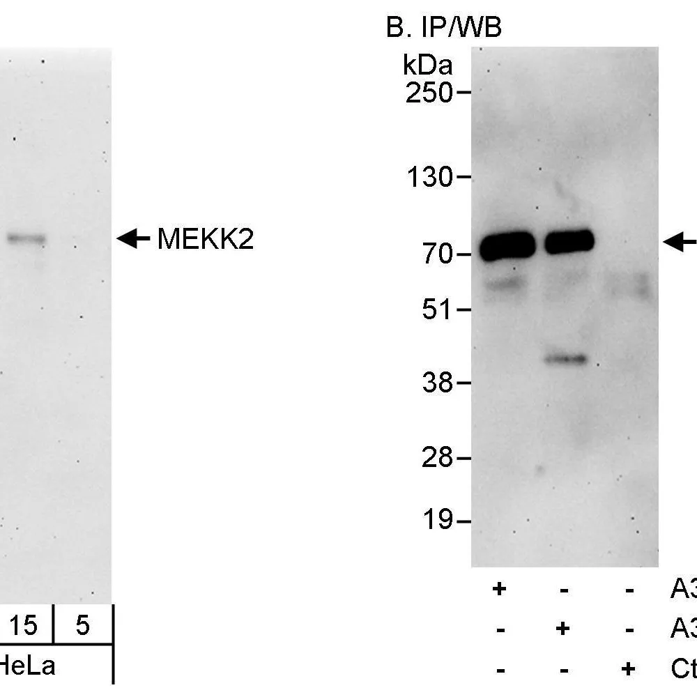 Rabbit anti-MEKK2 Antibody, Affinity Purified