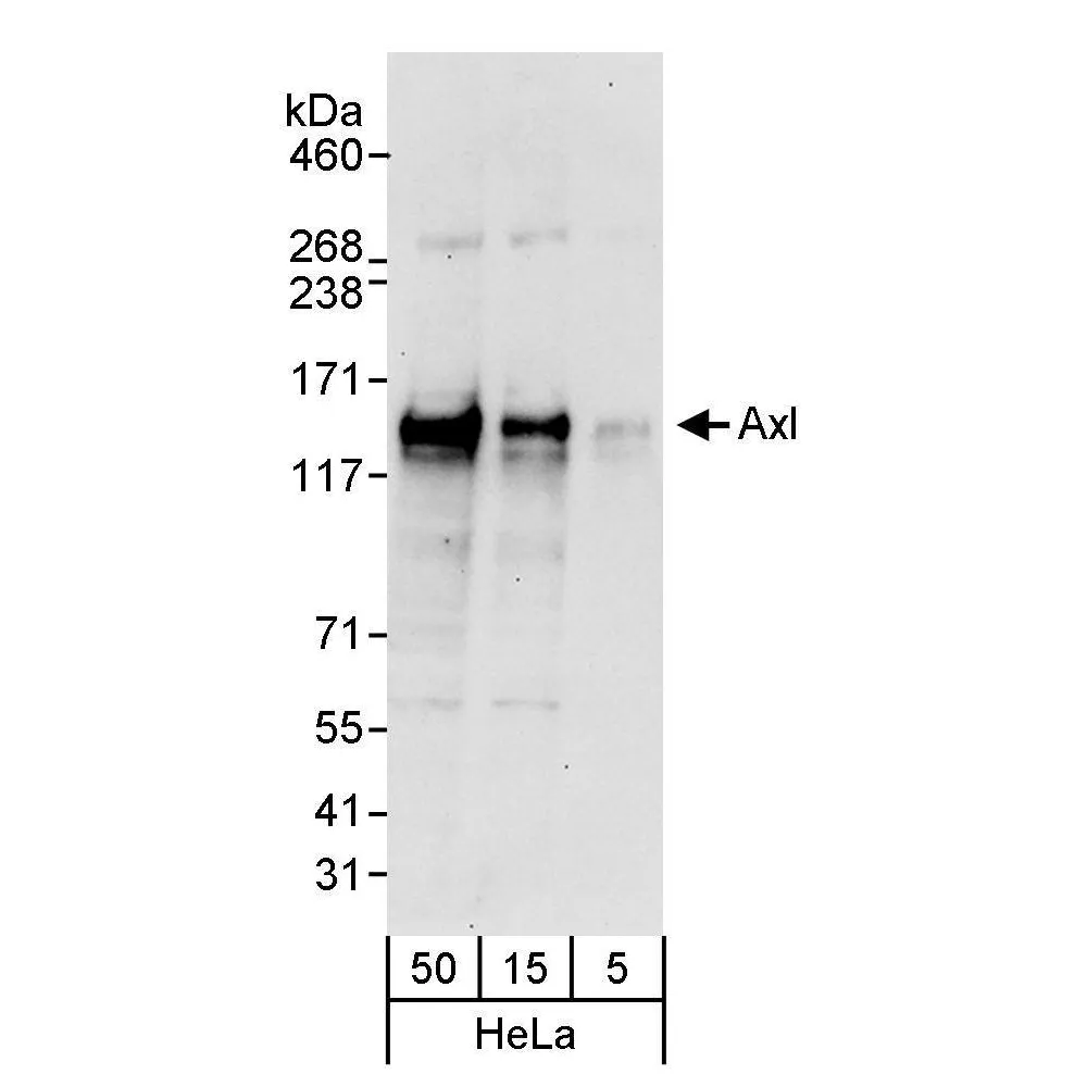 Rabbit anti-AXL Antibody, Affinity Purified