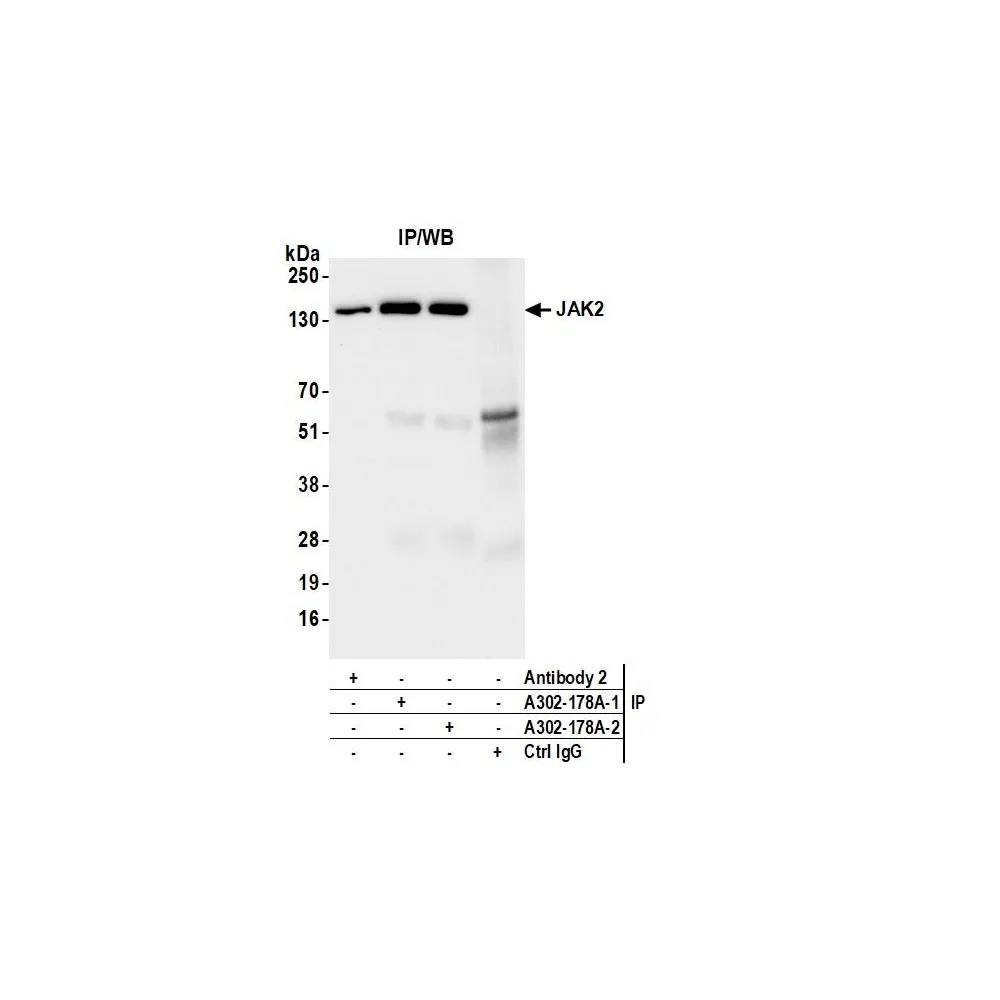 Rabbit anti-JAK2 Antibody, Affinity Purified
