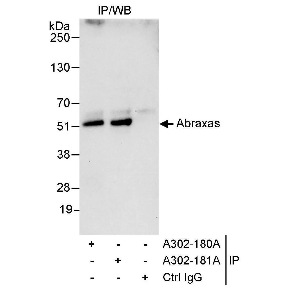 Rabbit anti-Abraxas Antibody, Affinity Purified