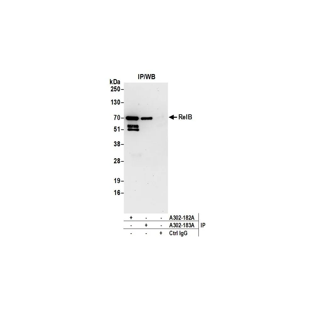 Rabbit anti-RelB Antibody, Affinity Purified