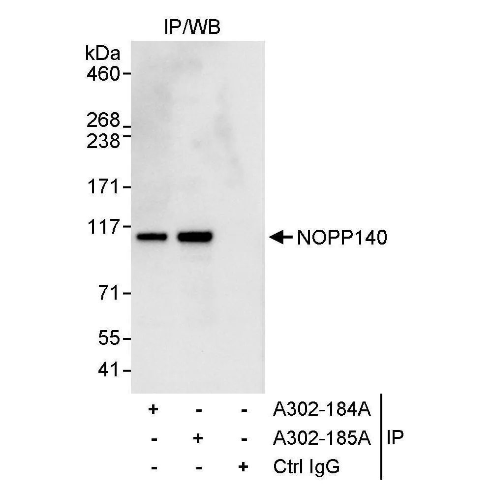 Rabbit anti-NOPP140 Antibody, Affinity Purified