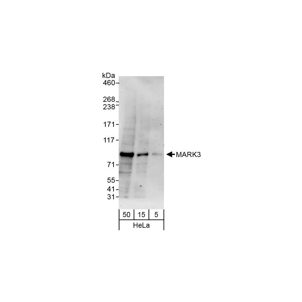 Rabbit anti-MARK3 Antibody, Affinity Purified