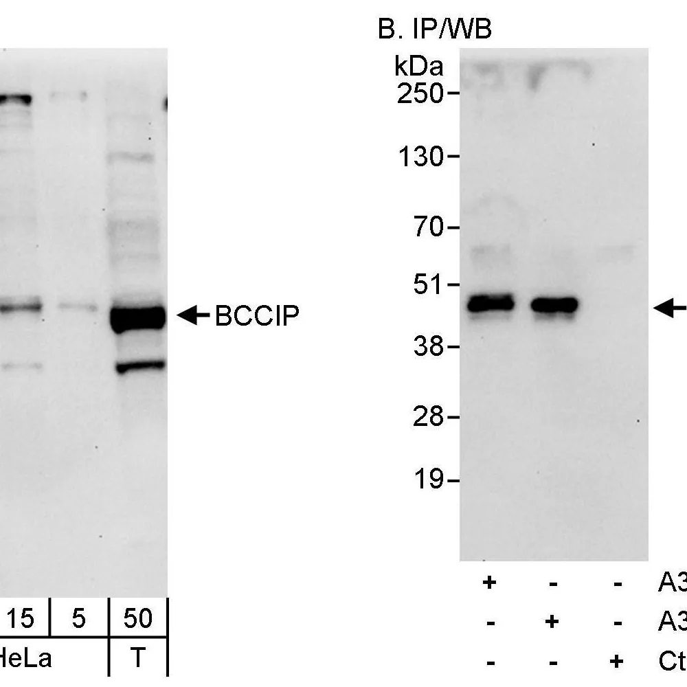 Rabbit anti-BCCIP Antibody, Affinity Purified