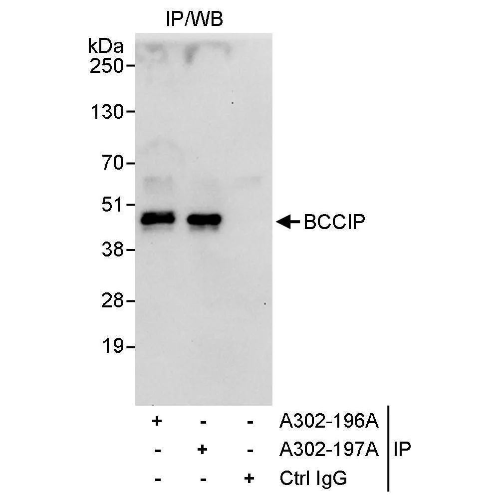Rabbit anti-BCCIP Antibody, Affinity Purified