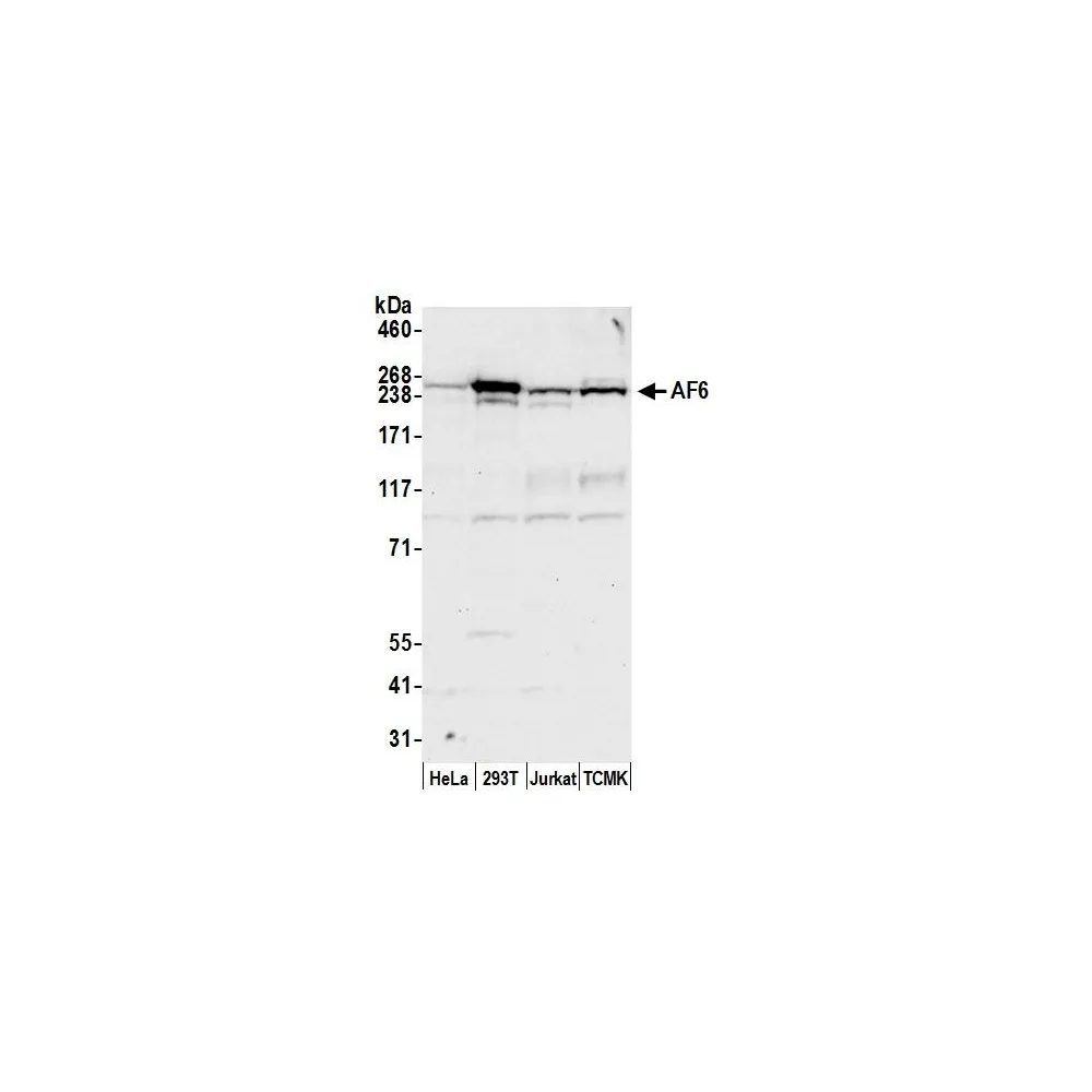 Rabbit anti-AF6 Antibody, Affinity Purified