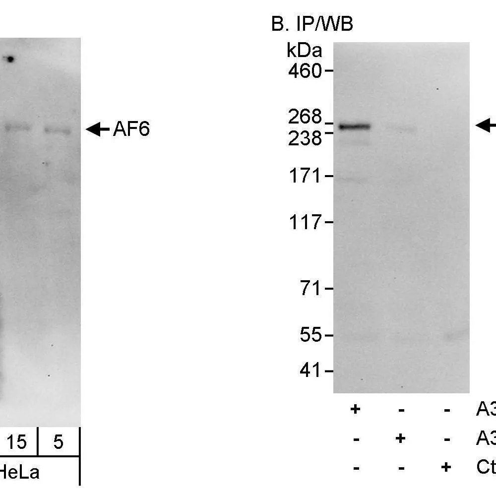 Rabbit anti-AF6 Antibody, Affinity Purified